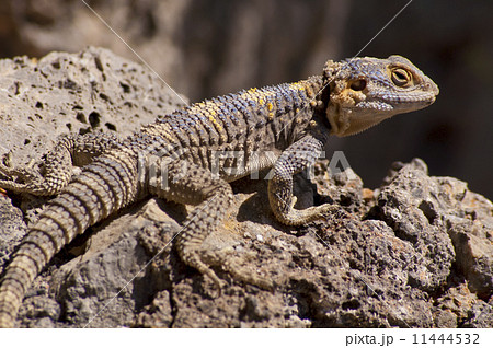 Brown, yellow and blue lizard on volcanic rocks 11444532