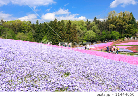 芝桜 11444650