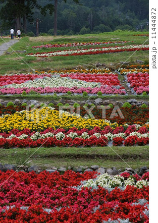 お花畑（木曽御岳ロープウェイ） 11444872