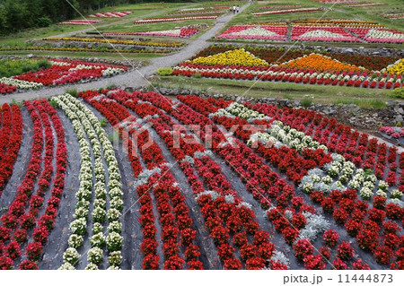 お花畑（木曽御岳ロープウェイ） 11444873