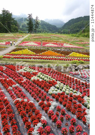 お花畑(木曽御岳ロープウェイ) お花畑(木曽御岳ロープウェイ) 11444874