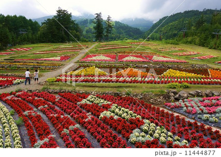 お花畑（木曽御岳ロープウェイ） 11444877