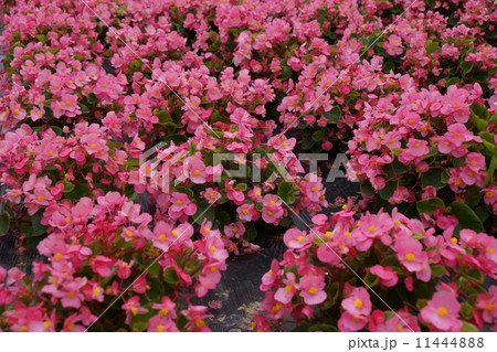 お花畑(木曽御岳ロープウェイ) お花畑(木曽御岳ロープウェイ) 11444888