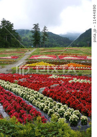 お花畑（木曽御岳ロープウェイ） 11444890