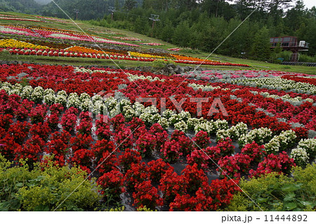 お花畑（木曽御岳ロープウェイ） 11444892