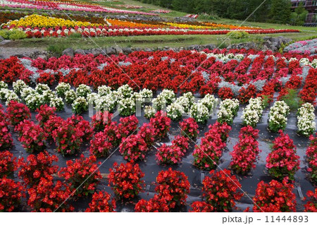 お花畑（木曽御岳ロープウェイ） 11444893