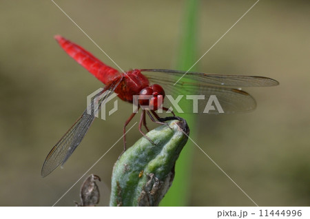 アカトンボ 11444996
