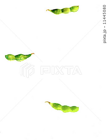 枝豆 11445080