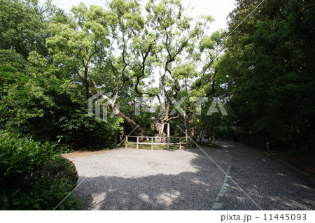 伊勢神宮 外宮 清盛楠 伊勢神宮 外宮 清盛楠 11445093