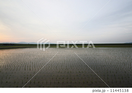 坂井平野 田園風景 朝日 坂井平野 田園風景 朝日 11445138