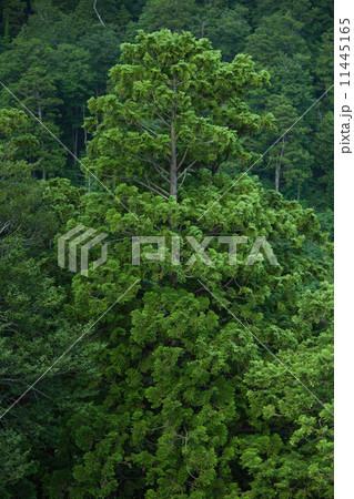 青森ヒバの木 11445165