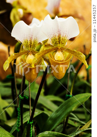 lady's slipper orchid 11445257