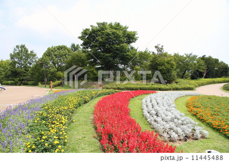 夏の公園 夏の公園 11445488