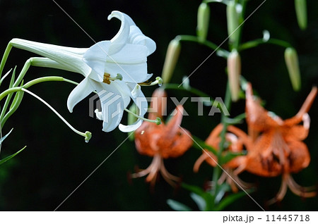 百合の花 11445718