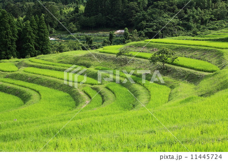 大山千枚田 11445724
