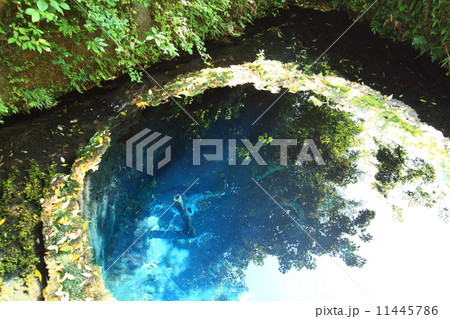 柿田川公園の湧水 柿田川公園の湧水 11445786