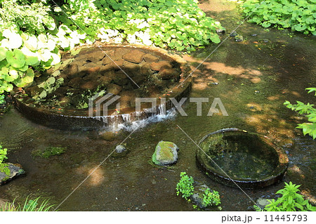 柿田川公園の湧水 11445793