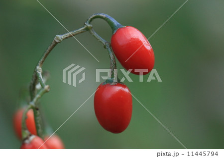 自然　植物　オオマルバノホロシ、きれいな花なので「ほろし」って何だろう？と思って調べてみると「発疹」のことでした。かわいそうな名前・・・③ 11445794