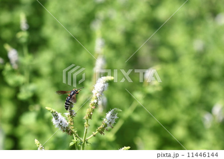生き物　昆虫　キアシハナダカバチモドキ、大事な触角を掃除中です 11446144