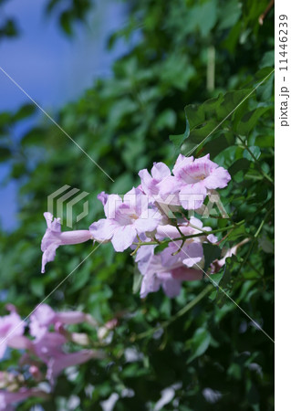 ピンク凌霄花 ノウゼンカズラと申します。 ピンク凌霄花 ノウゼンカズラと申します。 11446239