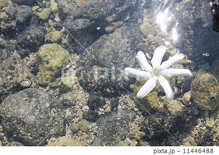 Tiare Floating on Ocean 11446488