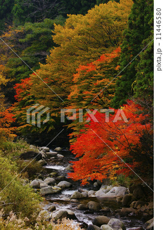 紅葉 紅葉 11446580