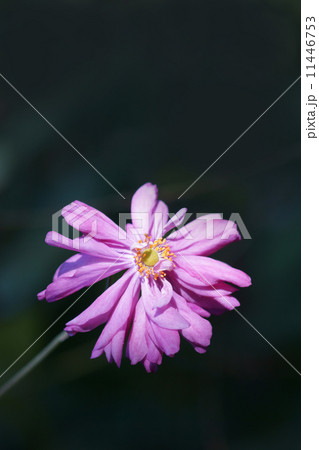 秋明菊シュウメイギク　貴船菊とも呼ばれています。 11446753