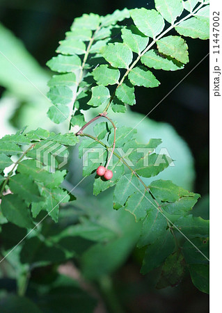 山椒の実 11447002