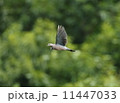 キジバト 11447033