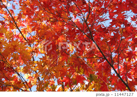 青空にもみじ（四国霊場第八十八番札所大窪寺） 11447127