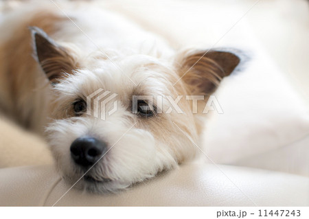 ジャックラッセルテリア 11447243