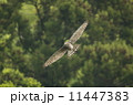 サシバ 11447383