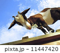 やぎと青空　（成田ゆめ牧場で撮影） 11447420