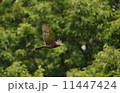 サシバ 11447424