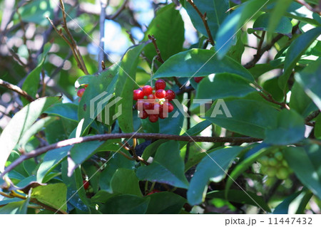 実葛　サネカズラと申します。花より実が綺麗です。 11447432