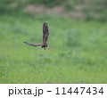 チョウゲンボウ 11447434