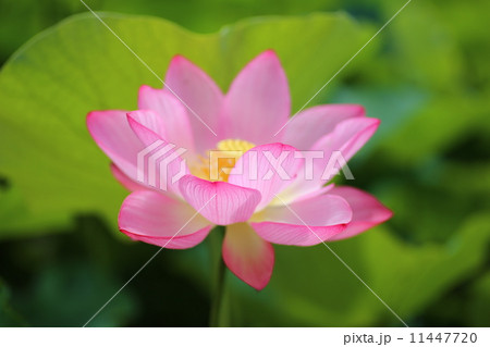 源久寺の大賀蓮 11447720