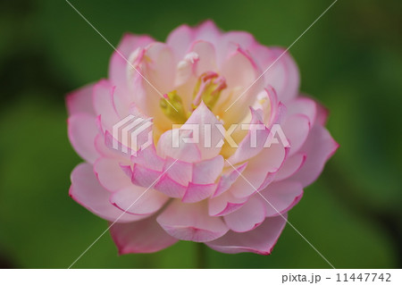 茶碗蓮 11447742