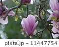 柔らかく大きく開花したピンク色の木蓮の花 11447754
