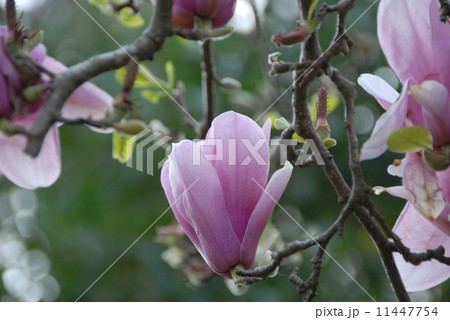 柔らかく大きく開花したピンク色の木蓮の花の写真素材