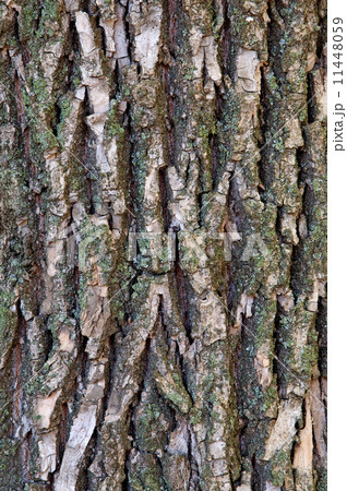 Bark of a tree Bark of a tree 11448059
