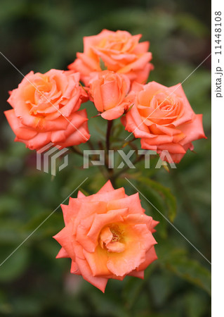 バラ 11448108