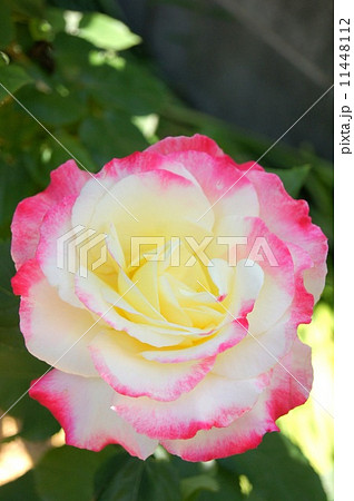 薔薇:ダブルディライト 薔薇:ダブルディライト 11448112