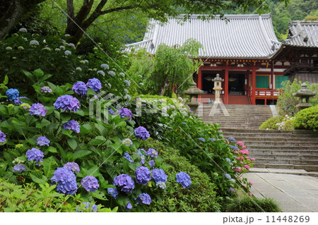 矢田寺　紫陽花と本堂 11448269
