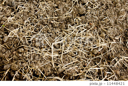 texture soil and dry grass texture soil and dry grass 11448421