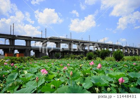 7月花 ハス ハス科224古代蓮と上越新幹線 原市沼の写真素材