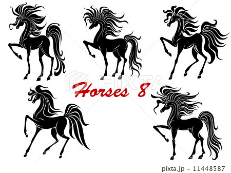 Black horse stallions set 11448587