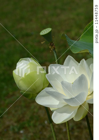 真如蓮 真如蓮 11448759