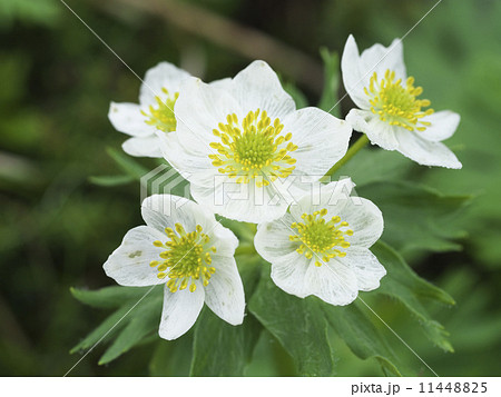 ハクサンイチゲ 11448825