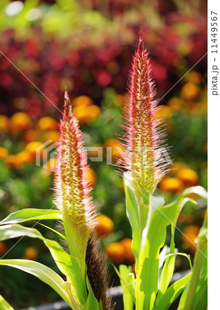 ミレット 11449567